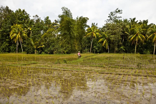 Рисове поле в тропіку — стокове фото