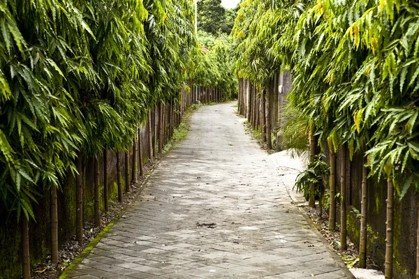 Caminho em um parque verde — Fotografia de Stock