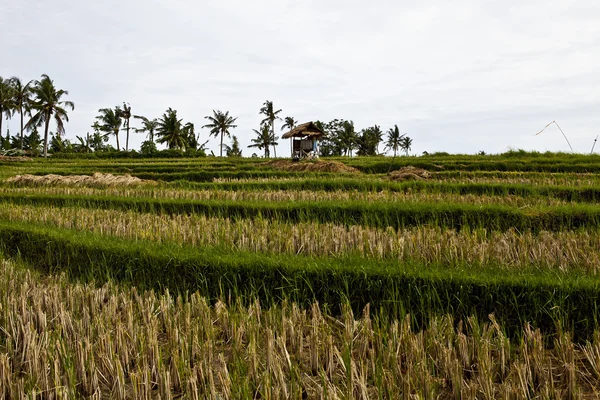水稻 tarrace 在山中。巴厘岛。印度尼西亚 — 图库照片
