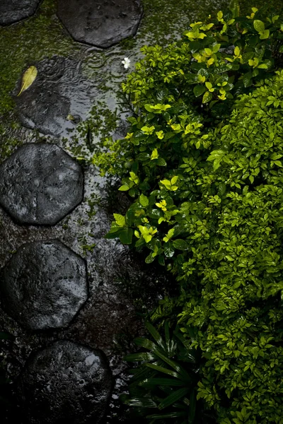 Siyah yığını çakıl taşları ile taze yaprak yeşil ıslak — Stok fotoğraf