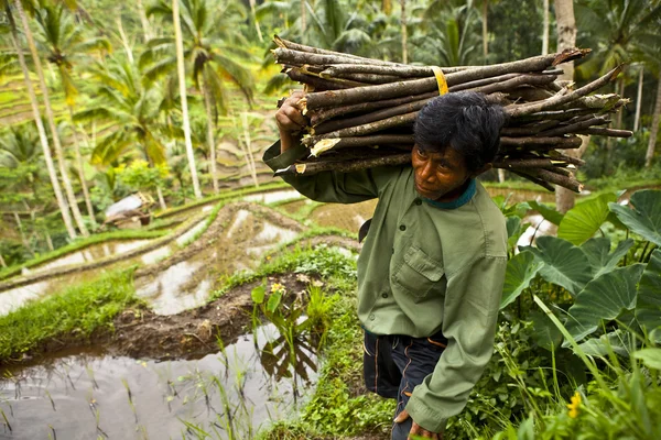 Worker. Bali - Indonesia. — Stock Photo, Image