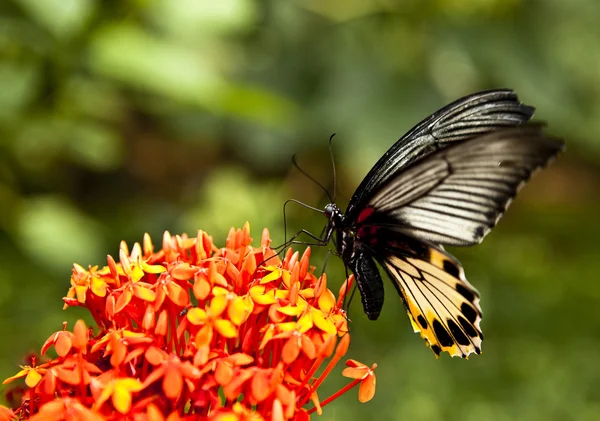 Butterfly feeding on spring flower. Royalty Free Stock Photos