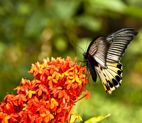 Butterfly feeding on spring flower. Stock Image