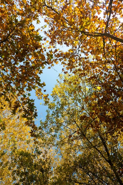 Feuilles d'automne sur les arbres — Photo