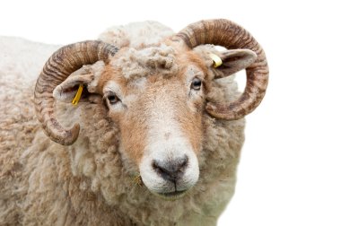 Sheep with horns clipart
