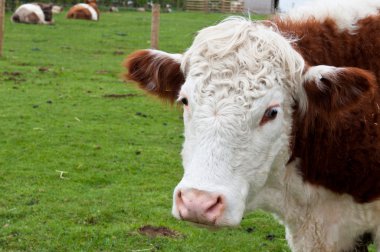 Cow at the farm clipart