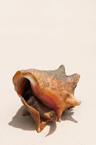 Seashell på stranden — Stockfoto