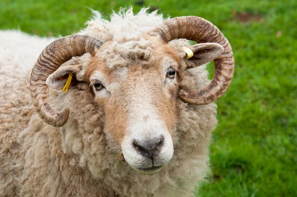 Овцы с рогами — стоковое фото