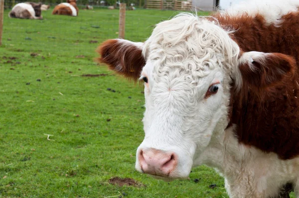 Mucca in fattoria — Foto Stock