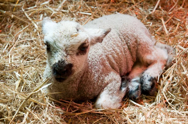 Newborn lamb — Stock Photo, Image