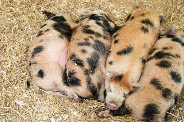 Baby pigs — Stock Photo, Image