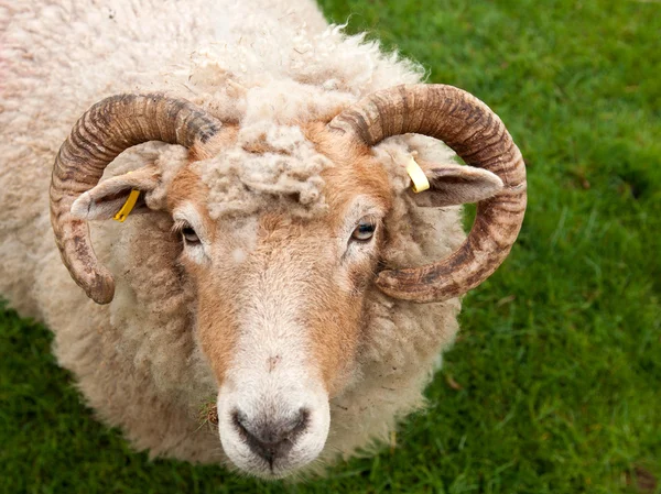 Sheep with horns — Stock Photo, Image
