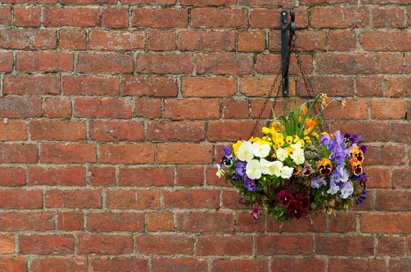 Горщик підвісний квіти — стокове фото