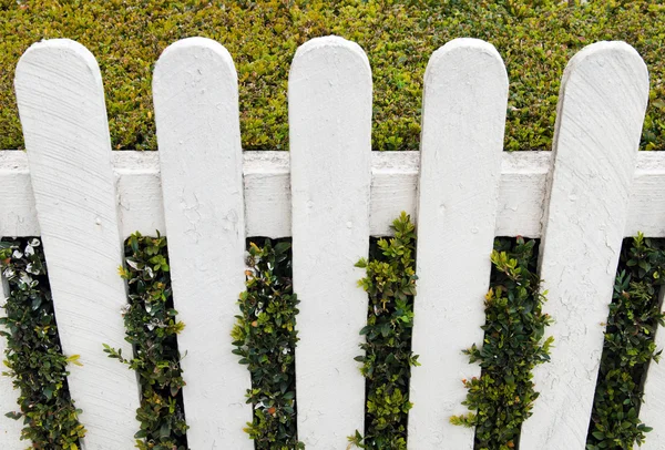 Fence with hedge — Stock Photo, Image