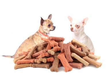 Chihuahuas looking at dog food clipart