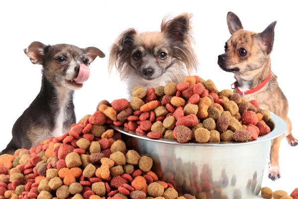 Chihuahuas — Stock Photo, Image