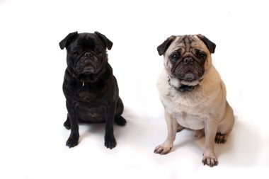 Pug dogs clipart