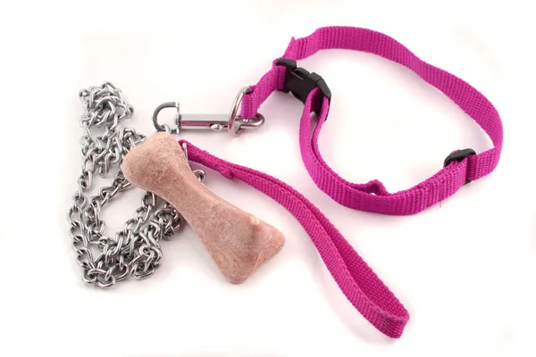 Dog leash and bone — Stock Photo, Image