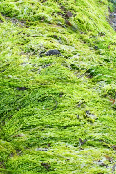 stock image Bright green seaweed