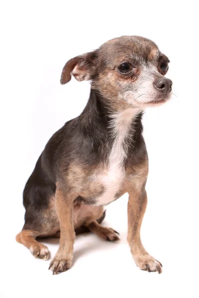 Scared little chihuahua dog — Stock Photo, Image