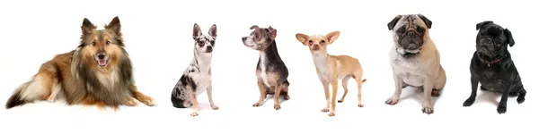 Group of small dogs — Stock Photo, Image
