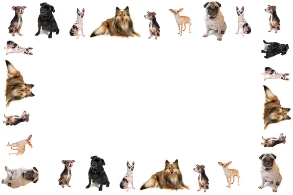 Dog border or frame — Stock Photo, Image