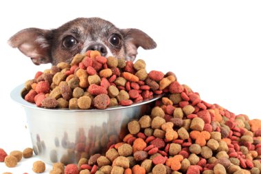 Dog peaking over dog food clipart