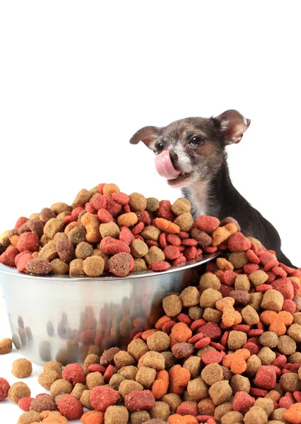 Pies liże, patrząc na karmy dla psów — Zdjęcie stockowe