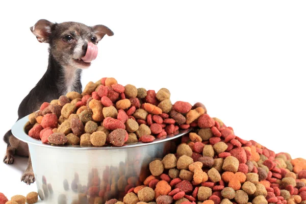 Cane lecca guardando cibo per cani — Foto Stock