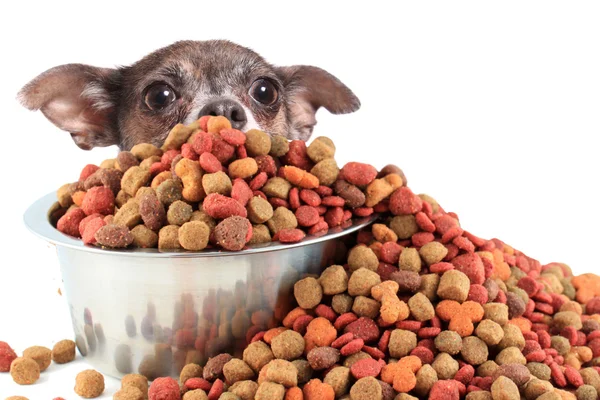 Dog peaking over dog food — Stock Photo, Image
