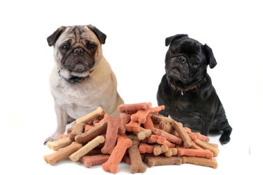 Two cute pugs behind dog treats clipart