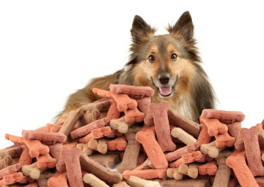 Sheltie and dog biscuits clipart