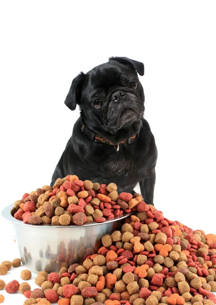 Pug e comida para cães — Fotografia de Stock