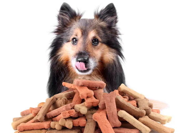 Sheltie and dog biscuits — 图库照片