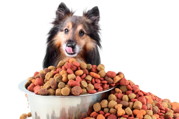 Sheltie e tigela de comida de cão — Fotografia de Stock