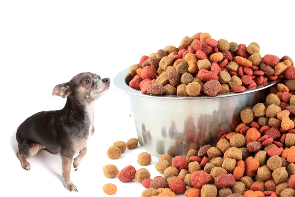Chihuahua dog intimidated by large dog bowl — Stock Photo, Image