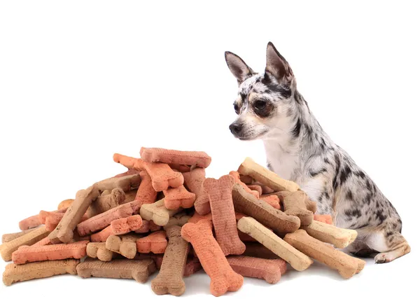 Угощения от мопса и собачьего печенья — стоковое фото