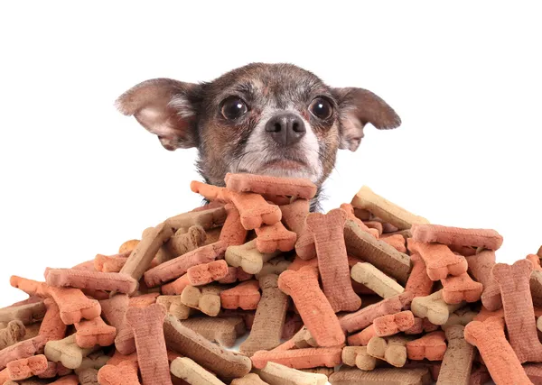 Chihuahua και μπισκότα σκυλιών — Φωτογραφία Αρχείου