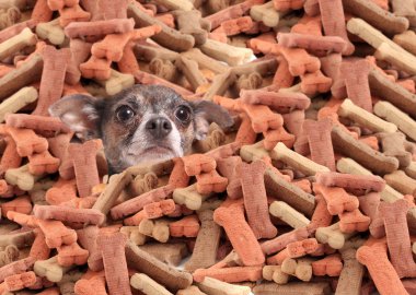 Chihuahua buried in dog bones clipart