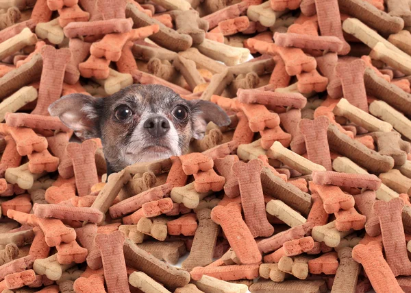 Chihuahua begraven in hond botten — Stockfoto