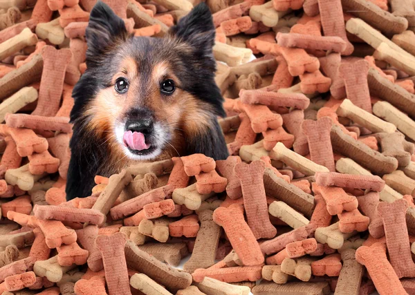 Sheltie and dog biscuits — Stockfoto
