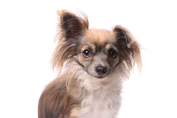 Chihuahua de pêlo comprido — Fotografia de Stock