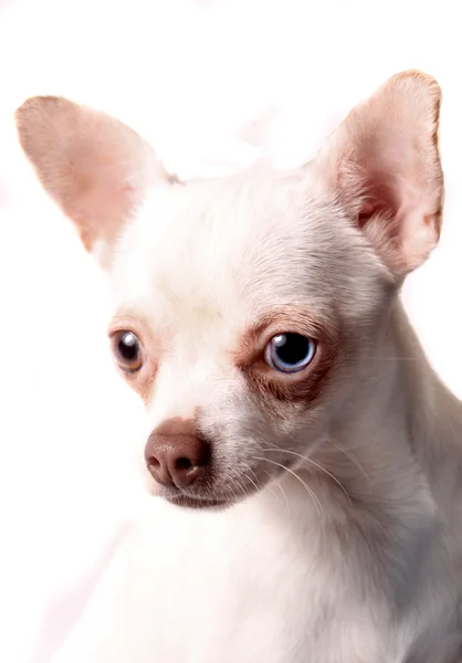 Zblízka různé barevné oči Chihuahua — Stock fotografie