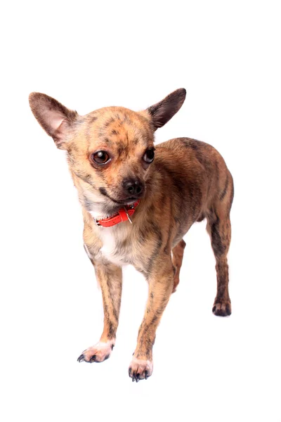 Chihuahua atigrado —  Fotos de Stock