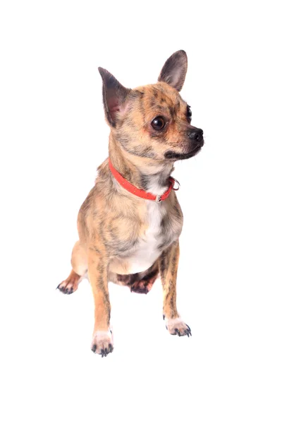 Gestromter Chihuahua — Stockfoto