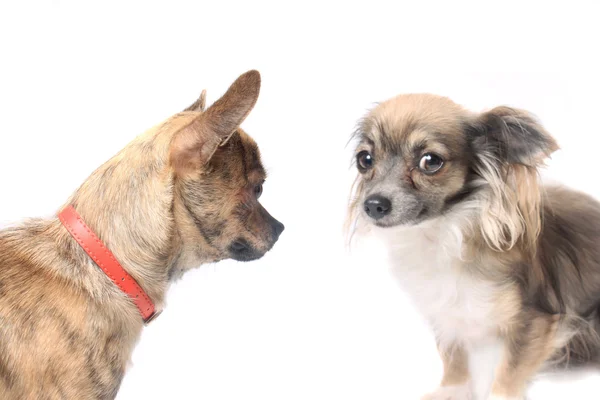 Chihuahua-Hunde — Stockfoto