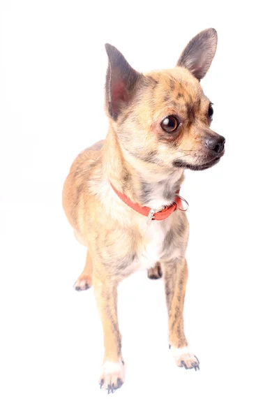 Niedlicher Chihuahua — Stockfoto