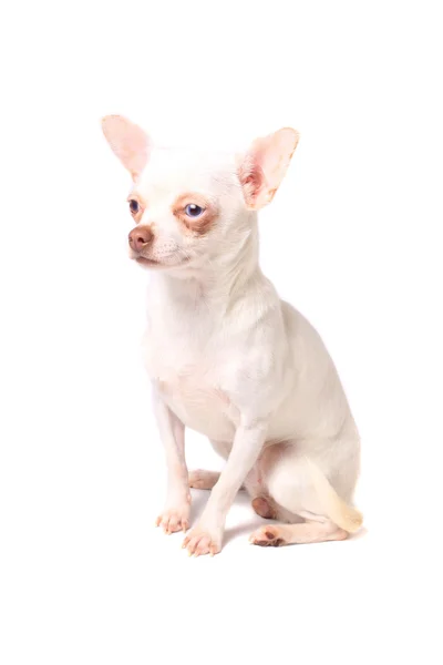 Weißer Chihuahua — Stockfoto