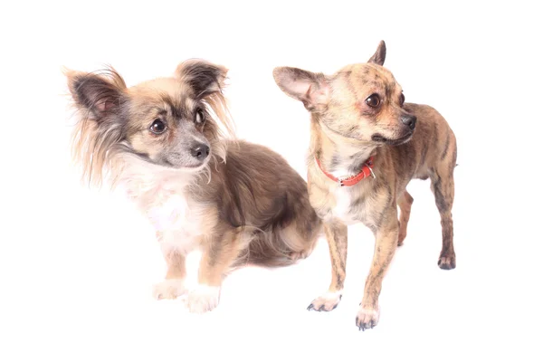 Chihuahua köpek — Stok fotoğraf