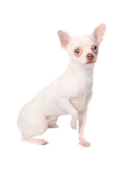 Chihuahua bianco — Foto Stock